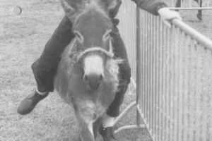 1988 - Juillet : Courses d'ânes 